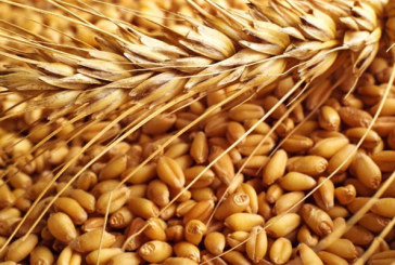 أريانة: تراجع متوقع بـ30% في إنتاج الحبوب