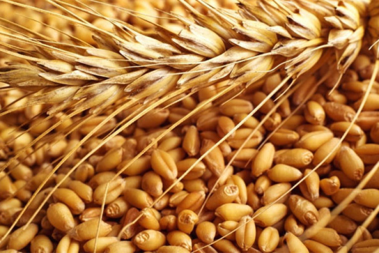 أريانة: تراجع متوقع بـ30% في إنتاج الحبوب