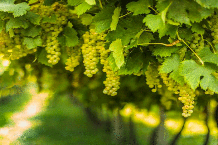 بن عروس: دعوة منتجي الكروم إلى التعجيل بالمداواة في حالة اكتشاف مرضي ‘الميلديو والبياض الدقيقي’