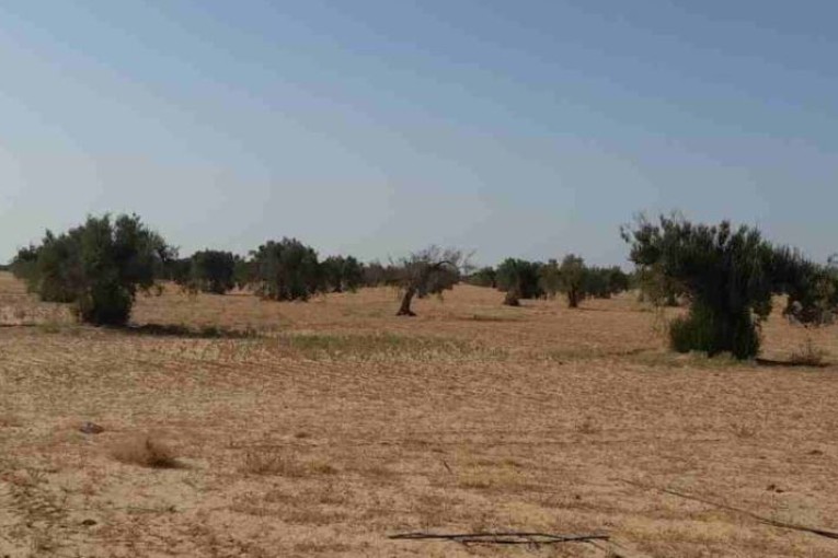 أملاك الدولة: استرجاع عقار دولي فلاحي بمساحة 175 هكتار في صفاقس