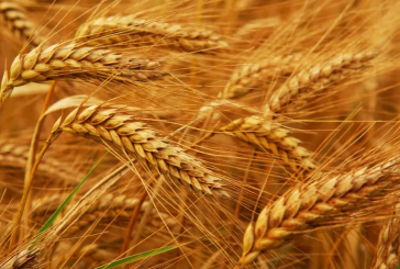 متعاملون أوروبيون:وكالة الحبوب في تونس اشترت نحو 25 ألف طن من القمح اللين في مناقصة دولية اليوم