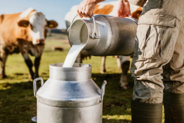اتّحاد الفلاحة: كفى لهفة.. ‘أزمة الحليب’ إشاعات مغرضة