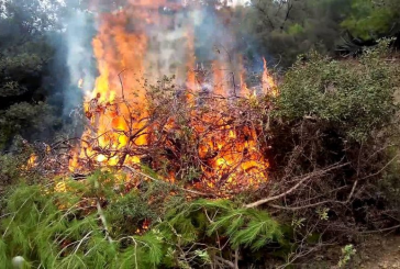 الجزائر: اندلاع حريق في غابات منطقة عش الباز ببوليمات