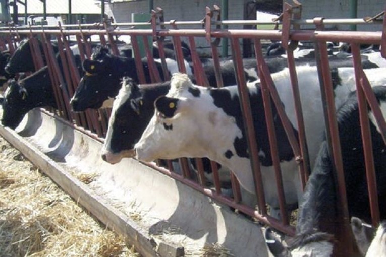 وزارة الفلاحة: التخفيض بـ30 دينار في سعر الطن الواحد من الأعلاف المُوجّهة للأبقار الحلوب