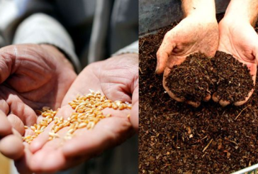 القيروان: منتجو الحبوب يطالبون بتوفير الأسمدة والبذور الممتازة