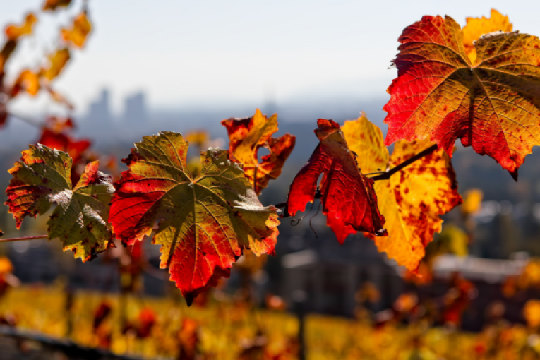 اليوم: الحرارة بين 28 و36 درجة