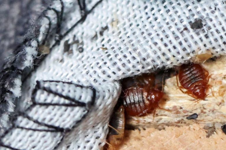 بعد انتشاره في فرنسا.. اجراءات مشددة في المغرب لمنع تسرب ‘بقّ الفراش’