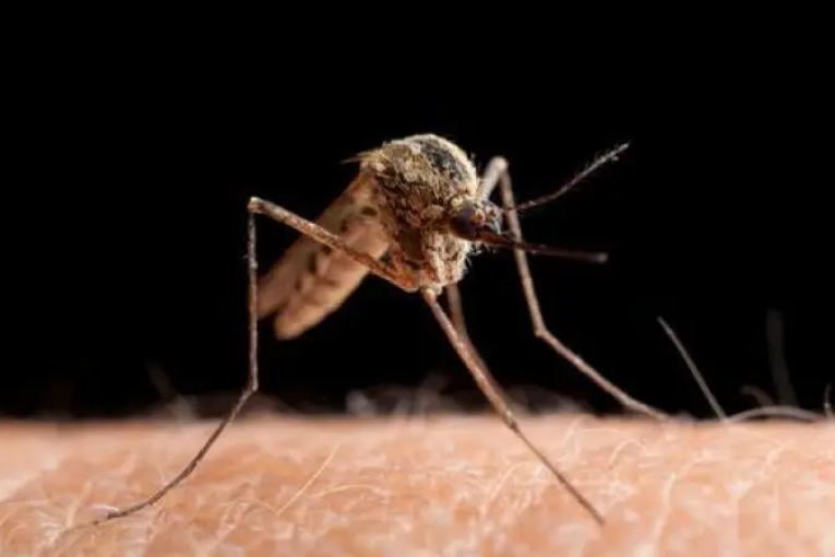 توزر: وفاة شخص وإصابة 5 آخرين بفيروس حمى غرب النيل