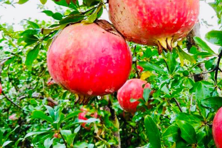 باجة: تراجع بنسبة 40 بالمائة في إنتاج الرمان بتستور نتيجة التغيرات المناخية