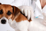 تونس تطلق حملة إجبارية ومجانية للتلقيح ضدّ الكلب تتواصل الى موفى جانفي 2024