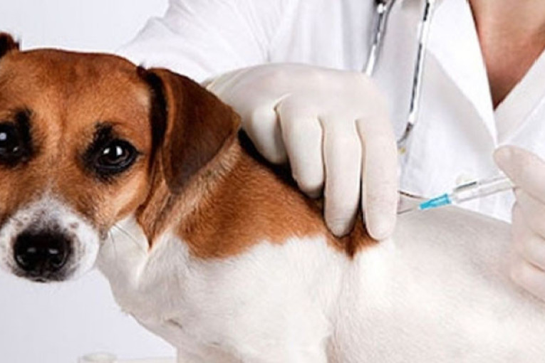 تونس تطلق حملة إجبارية ومجانية للتلقيح ضدّ الكلب تتواصل الى موفى جانفي 2024