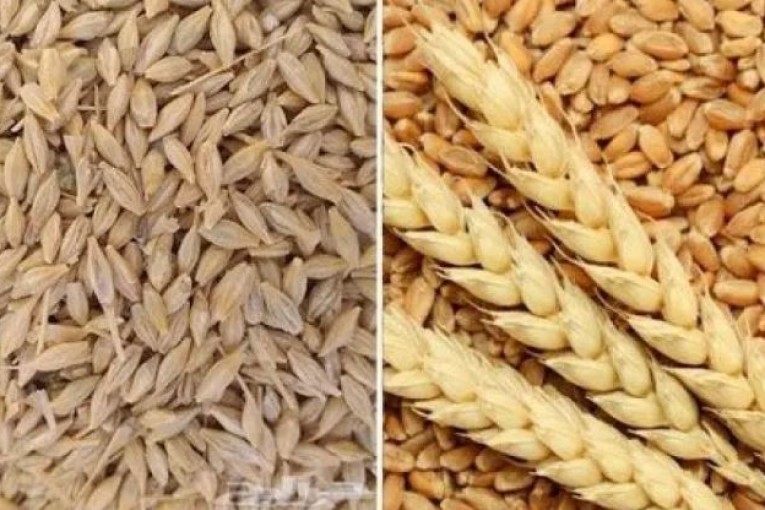 فرنسا تزوّد تونس بالقمح اللين الموجّه والشعير