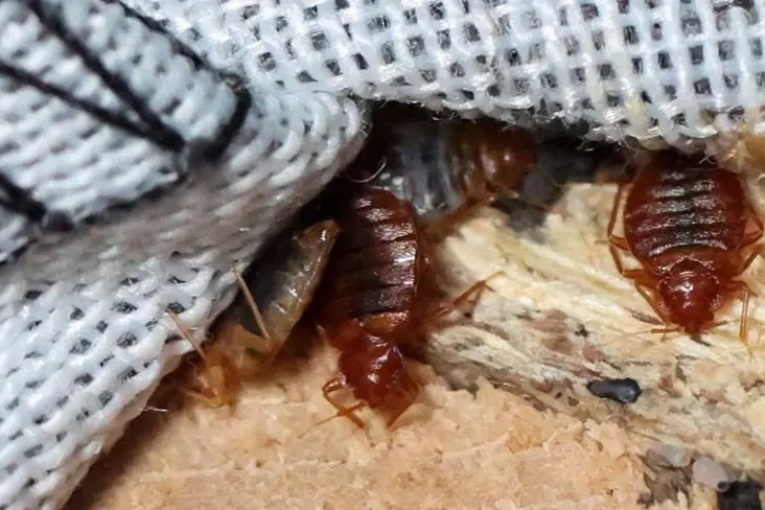 رصد حشرة البقّ في مبيتات خاصة.. مدير حفظ الصحّة يوضّح