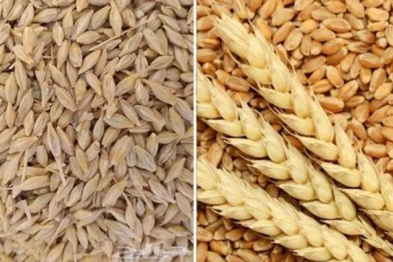 فرنسا تزوّد تونس بالقمح اللين الموجّه والشعير