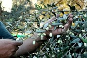 بنزرت: إعطاء إشارة انطلاق موسم جني الزيتون وسط تقديرات بإنتاج حوالي 20 ألف طنّ خلال الموسم الحالي
