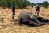 الجفاف يقتل عشرات الأفيال في زيمبابوي