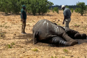 الجفاف يقتل عشرات الأفيال في زيمبابوي