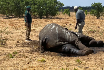 الجفاف يقتل عشرات الأفيال في زيمبابوي