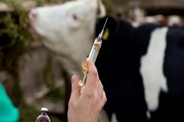 وزارة الفلاحة: مخزون لقاح الحمى القلاعية متوفّر بالصيدلية المركزية