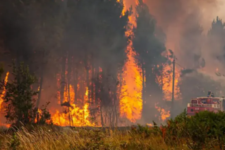 مدير عام الغابات: 96% من حرائق النسيج الغابي مفتعلة وهذا حجم الخسائر