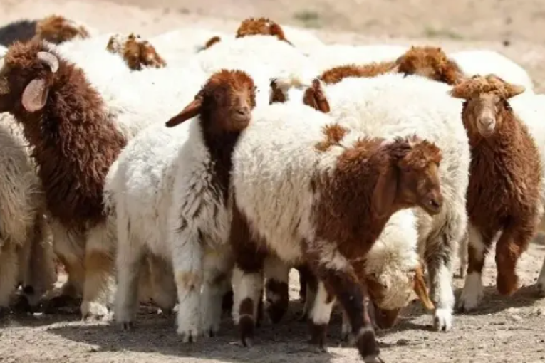 برقو : استرجاع 32 رأس غنم مسروق وتسليمها لصاحبها