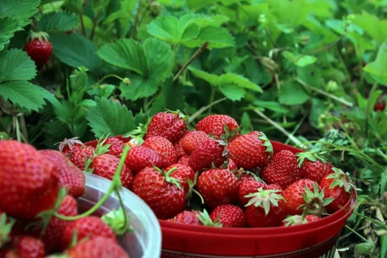 نابل: توقعات بإنتاج 20 ألف طن من الفراولة