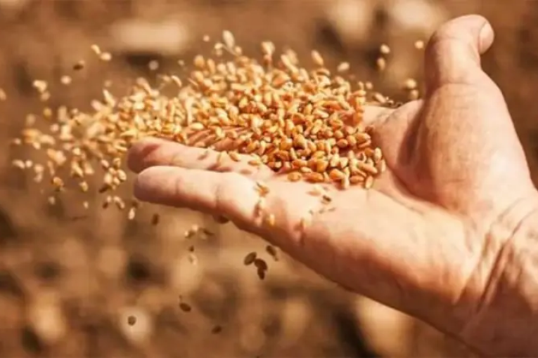 البذور المحلية رهان تونس نحو أمنها الغذائي المنشود