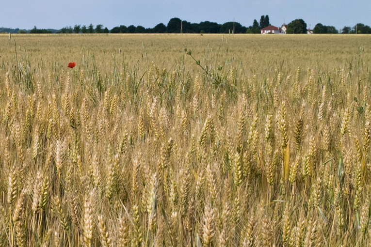 صفاقس: زراعة القمح مرتين في السنة!!