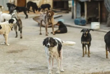 تطاوين: قنص 650 كلبا سائبا خلال الثلاثي الاول من سنة 2024