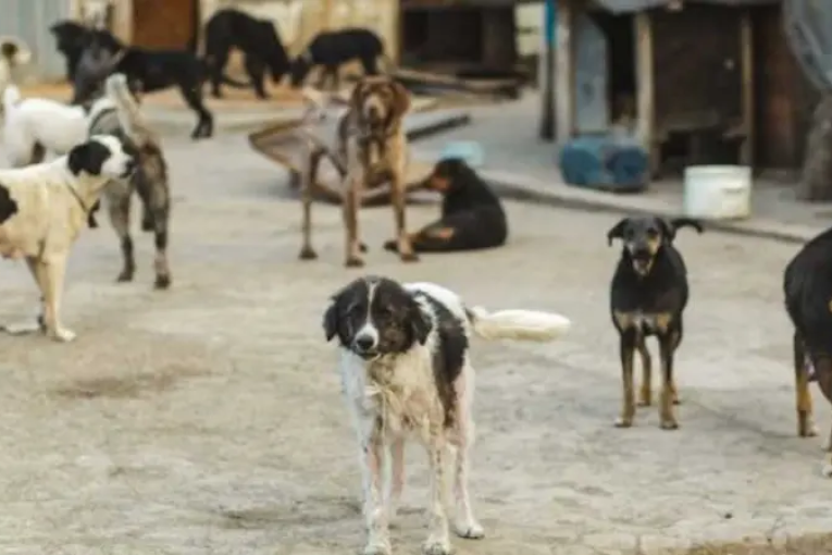 تطاوين: قنص 650 كلبا سائبا خلال الثلاثي الاول من سنة 2024