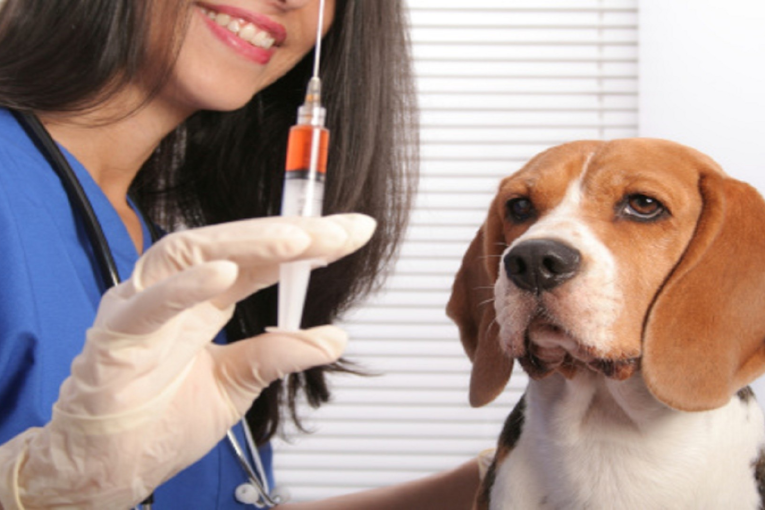 ”الوضع الوبائي مخيف”…ارتفاع الإصابات بداء الكلب