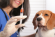 ”الوضع الوبائي مخيف”…ارتفاع الإصابات بداء الكلب