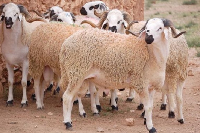 لطفي الرياحي داعيا رئيس الدولة إلى التدخل: أسعار مشطة للأضاحي تجاوزت المقدرة الشرائية للمستهلك