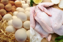 المرصد الوطني للفلاحة: انخفاض أسعار الدجاج والبيض