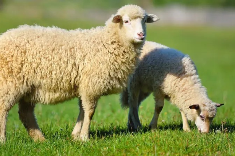 اتحاد الفلاحة: بعضها تتراوح بين 650 و800 دينار.. هذه أسعار أضاحي العيد