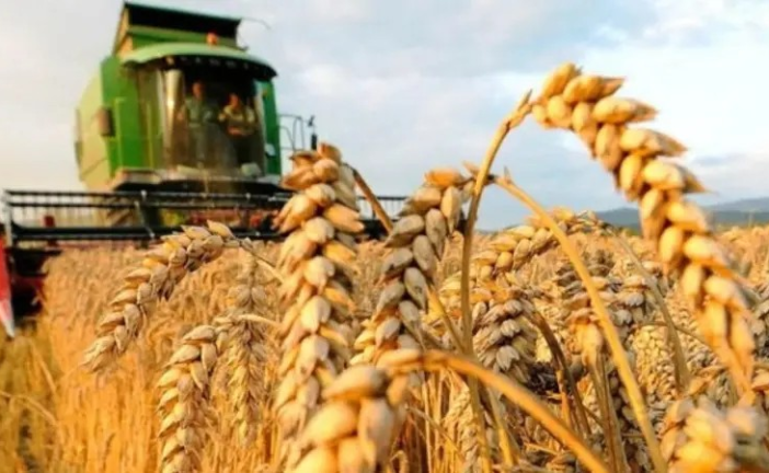 متعاملون أوروبيون: تونس تطرح مناقصة لشراء 100 ألف طن من القمح اللين
