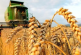 متعاملون أوروبيون: تونس تطرح مناقصة لشراء 100 ألف طن من القمح اللين