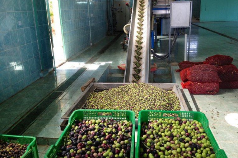 وزير الفلاحة: نسعى إلى إنتاج مليون طن من زيت الزيتون