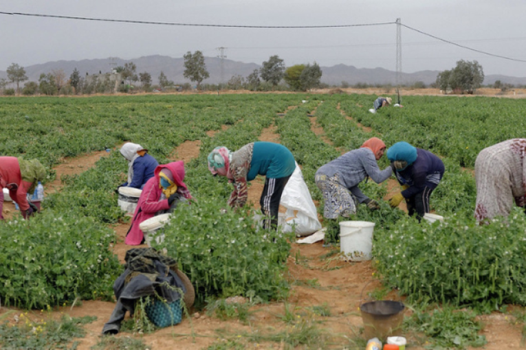 سيدي بوزيد: حملة لتفعيل الأمر الرئاسي بضبط الأجر الأدنى الفلاحي المضمون