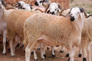 وزارة الفلاحة: لدينا فائض في عدد الأضاحي في تونس