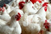 إرتفاع إنتاج دجاج اللحم بنسبة 1,3 % موفى الشهر المنقضي