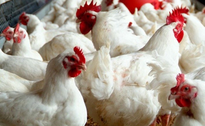 إرتفاع إنتاج دجاج اللحم بنسبة 1,3 % موفى الشهر المنقضي
