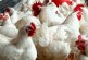 إرتفاع إنتاج دجاج اللحم بنسبة 1,3 % موفى الشهر المنقضي