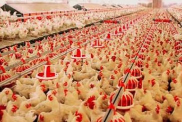 ارتفاع إنتاج دجاج اللحم خلال الخمسة الأشهر الأولى من سنة 2024
