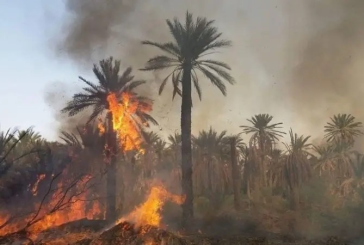 حامة الجريد: حريق يطال 1600 من أصول النخيل