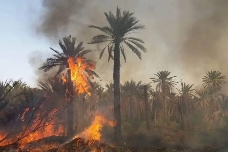 حامة الجريد: حريق يطال 1600 من أصول النخيل