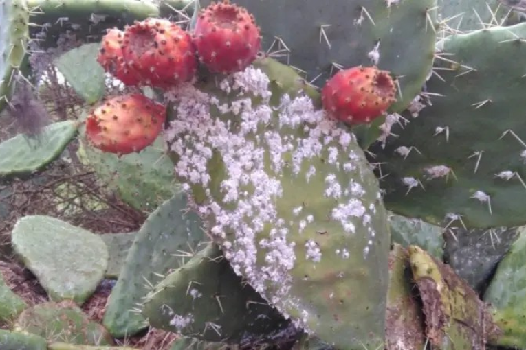 الروحية: اكتشاف أول بؤرة للحشرة القرمزية