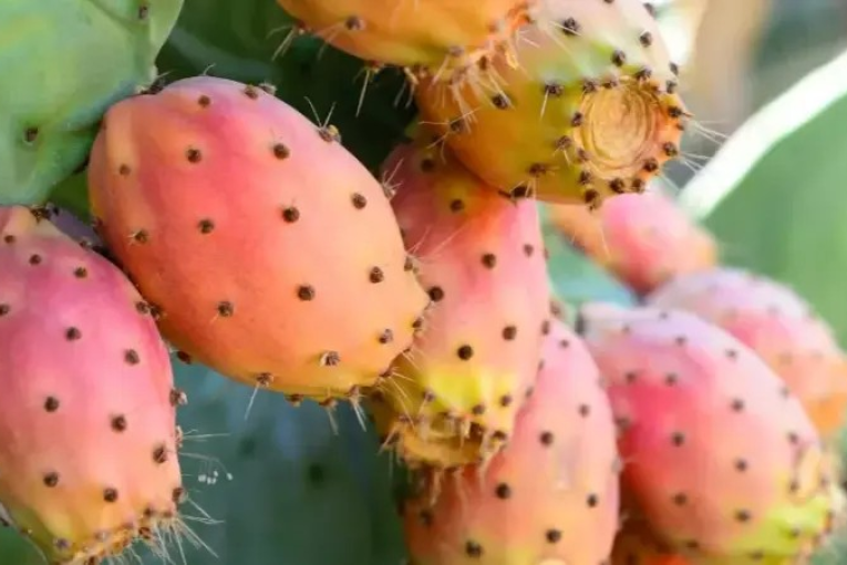 وزارة الفلاحة: 3 أصناف من التين الشوكي المقاوم للحشرة القرمزية