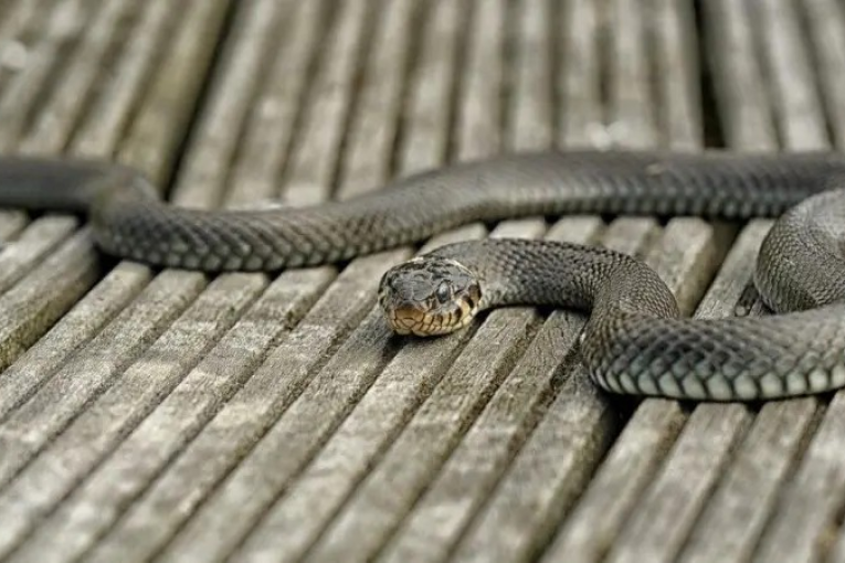 سوسة: بعد طرده من المستشفى.. يضع ثعبانا في قسم الإنعاش