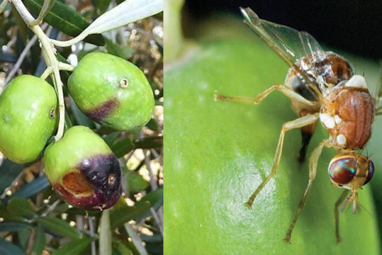 الاتحاد الجهوي للفلاحة بالمهدية: ذبابة الزيتون تصيب 50% من الصابة وتلحق أضرارا ب140 ألف عود زيتون بالجهة